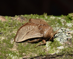 Neomocena convergens