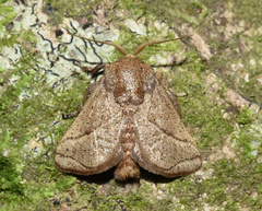 Neomocena convergens