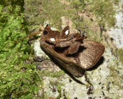 Neomocena convergens