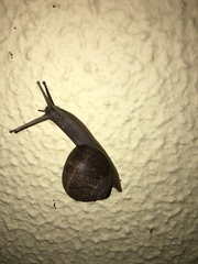 Cornu aspersum