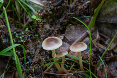 Meottomyces dissimulans