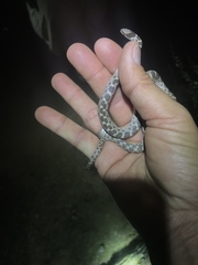 Hypsiglena ochrorhynchus