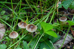 Meottomyces dissimulans