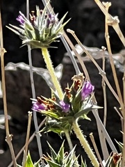 Salvia greatae