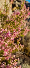 Erica lavandulifolia