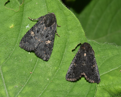 Noctuidae