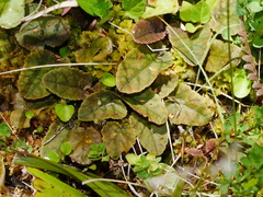 Gunnera prorepens