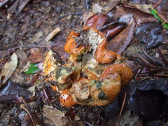 Hypomyces lateritius