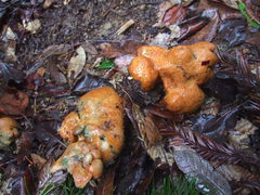 Hypomyces lateritius