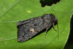 Noctuidae