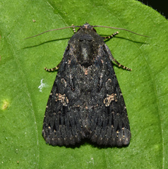 Noctuidae