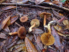 Inocybe hystrix