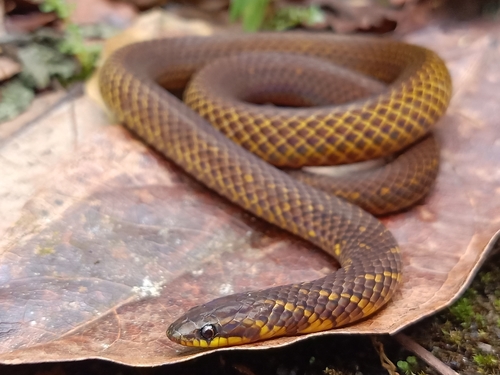 Photo of a Schulz's Reed Snake (Macrocalamus schulzi)
