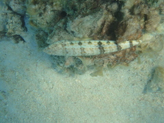 Synodus dermatogenys