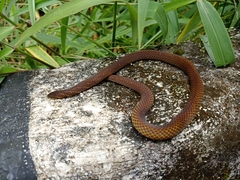 Macrocalamus schulzi