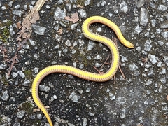 Macrocalamus schulzi