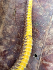 Macrocalamus schulzi