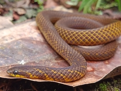 Macrocalamus schulzi