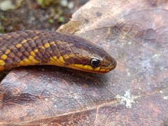 Macrocalamus schulzi