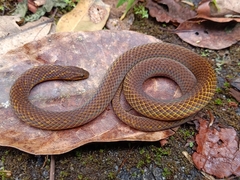 Macrocalamus schulzi