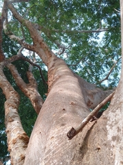 Albizia niopoides