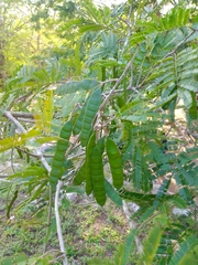 Albizia niopoides