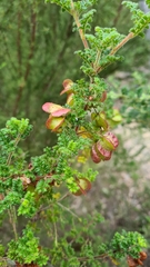 Dodonaea pinnata