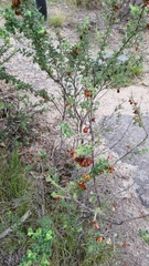 Dodonaea pinnata