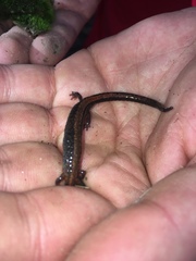 Plethodon cinereus image