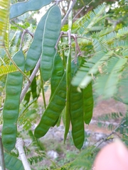 Albizia niopoides