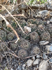 Coryphantha neglecta