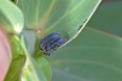 Mecinus janthiniformis