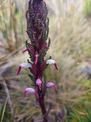 Pedicularis incurva