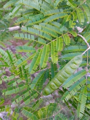 Albizia niopoides