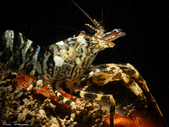 Heptacarpus palpator