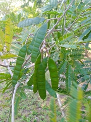 Albizia niopoides