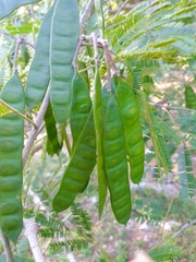 Albizia niopoides