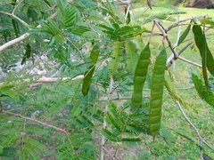 Albizia niopoides