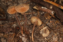 Inocybe subfulva