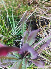 Pedicularis incurva
