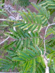 Albizia niopoides