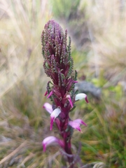 Pedicularis incurva
