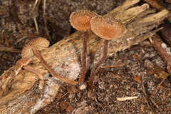 Inocybe subfulva