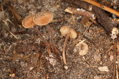 Inocybe subfulva