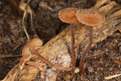 Inocybe subfulva