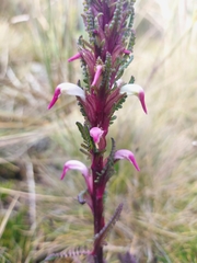 Pedicularis incurva