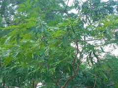Albizia niopoides