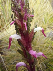 Pedicularis incurva