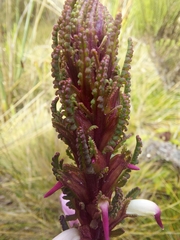 Pedicularis incurva