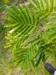 Albizia niopoides